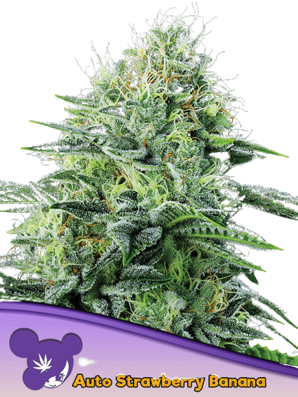 AUTO STRAWBERRY BANANA - ANESIA SEEDS