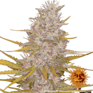 BAD AZZ KUSH BARNEY'S FARM