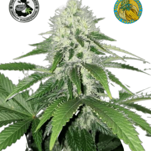 BANANA KUSH AUTO BLACK SHEEP