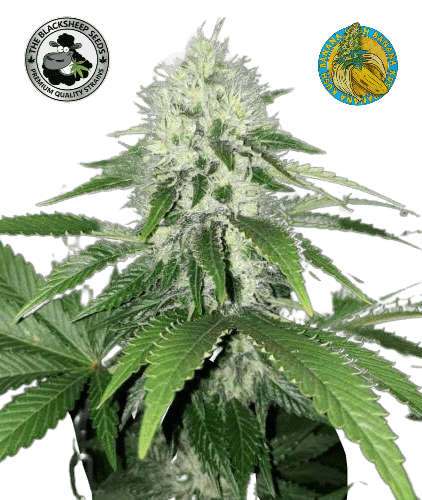 BANANA KUSH AUTO BLACK SHEEP