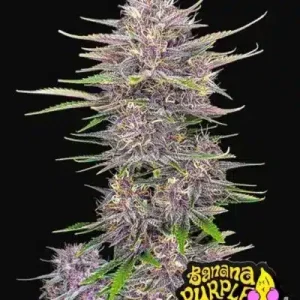 BANANA PURPLE PUNCH AUTO FASTBUDS