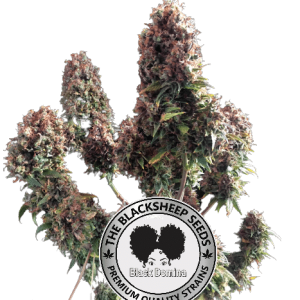 BLACK DOMINA BLACK SHEEP