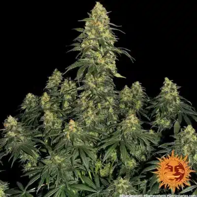 BLUE GELATO 41 BARNEY'S FARM