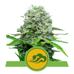 BLUEMATIC AUTOMATIC ROYAL QUEEN