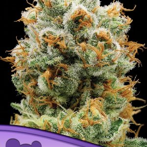 BOLA MINTZ ANESIA SEEDS