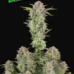BRUCE BANNER AUTO FASTBUDS