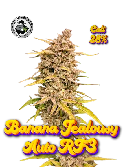 Banana Jealousy Auto