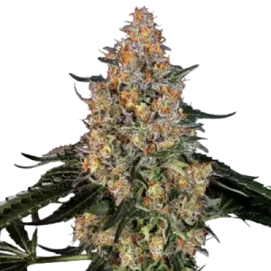 BUBBA KUSH BARNEY'S FARM