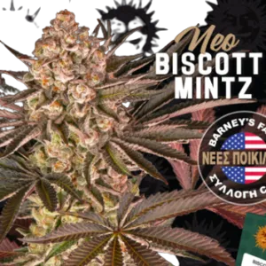 BISCOTTI MINTZ BARNEY'S FARM