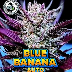 BLUE BANANA AUTO BLACK SHEEP