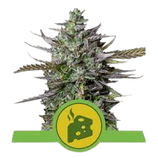 BLUE CHEESE AUTOMATIC ROYAL QUEEN