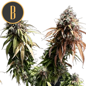 CAFE RACER - BLIMBURN