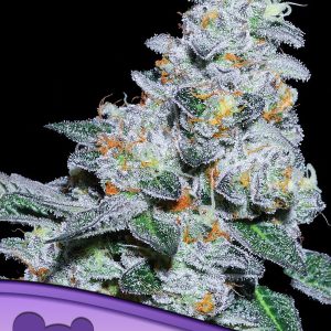CAPTAIN FUTURE ANESIA SEEDS