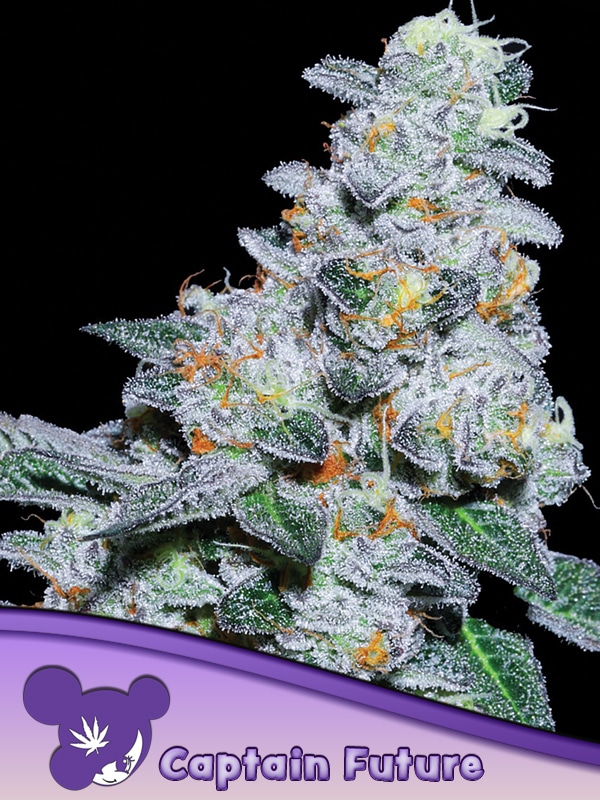 CAPTAIN FUTURE ANESIA SEEDS