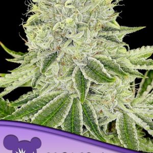 CASH COW ANESIA SEEDS