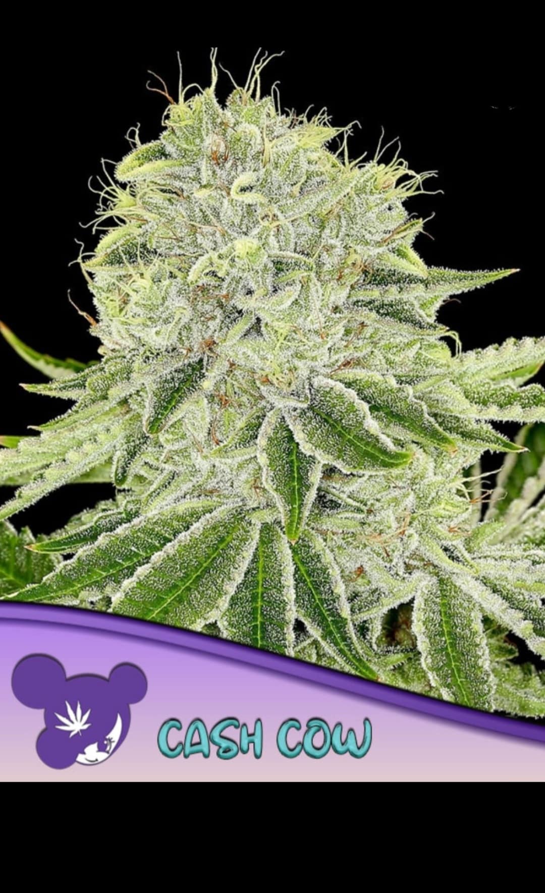 CASH COW ANESIA SEEDS