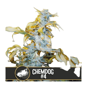 CHEMDOG #4 - BLIMBURN