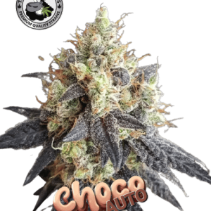CHOCO AUTO BLACK SHEEP