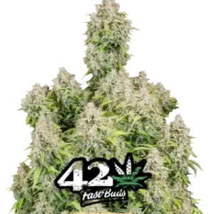 CINDERELLA AUTO ORIGINALS FASTBUDS