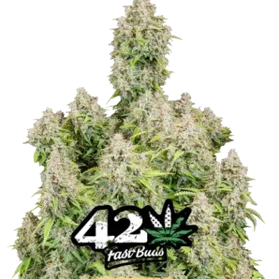 CINDERELLA AUTO ORIGINALS FASTBUDS