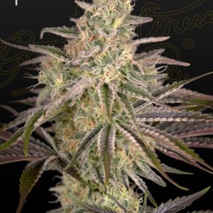 CLOUD WALKER GREENHOUSE SEEDS