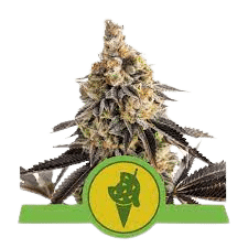 COOKIES GELATO AUTOMATIC ROYAL QUEEN