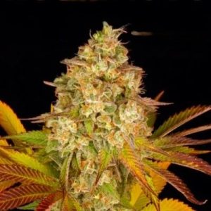 Σπόροι κάνναβης Cookies Kush Auto της Barney’s Farm, αυτοανθιζόμενοι, υψηλής ποιότητας, με γρήγορη ανάπτυξη και σταθερή παραγωγή, ιδανικοί για εσωτερική και εξωτερική καλλιέργεια.