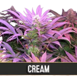 CREAM AUTO - BLIMBURN