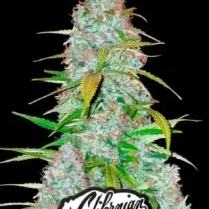 Californian Snow Auto FAST BUDS