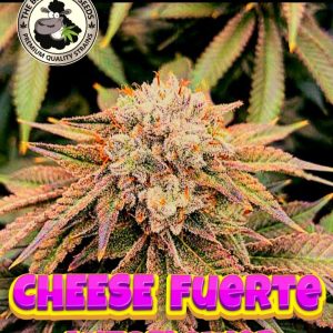 Cheese Fuerte Auto Black Sheep