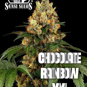 Chocolate Rainbow XXL Sensi Seeds