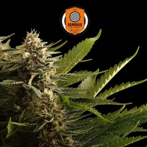 Colombian Jack Kannabia