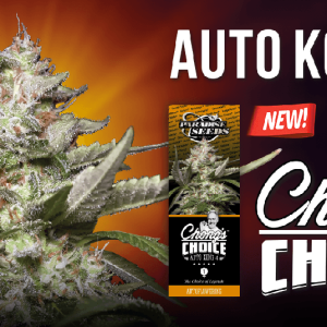 AUTO KONG 4 - PARADISE SEEDS