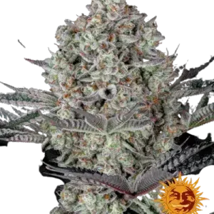 DOS SI DOS 33 BARNEY’S FARM