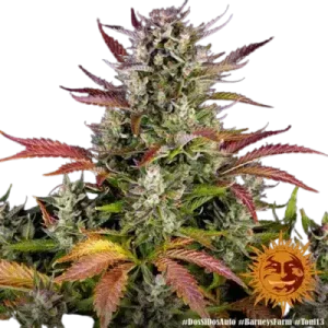 DOS SI DOS AUTO BARNEY'S FARM