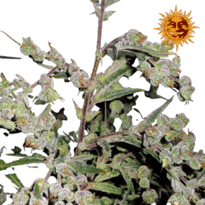 DR GRISPOON- BARNEY'S FARM