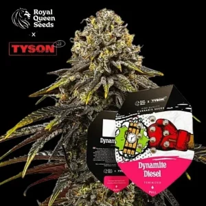 Dynamite Diesel Tyson 2.0 Royal Queen Seeds σπόροι κάνναβης freshseeds