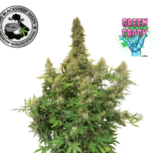 GREEN CRACK AUTO- BLACK SHEEP