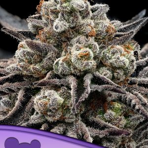 EPIC BUZZ ANESIA SEEDS