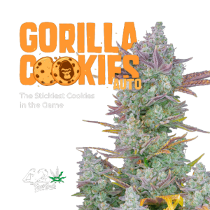 GORILLA COOKIES FASTBUDS