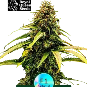 Epsilon F1 Auto Royal Queen