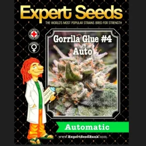 Expert Gorilla Auto, αυτόματη ποικιλία κάνναβης με γρήγορη ανθοφορία, υψηλή παραγωγή και έντονα αρώματα.