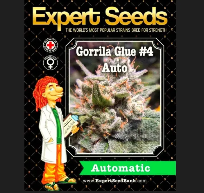 Expert Gorilla Auto, αυτόματη ποικιλία κάνναβης με γρήγορη ανθοφορία, υψηλή παραγωγή και έντονα αρώματα.