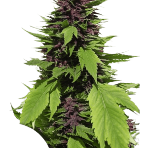 FRISIAN DUCK DUTCH PASSION