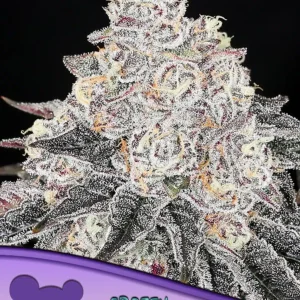 FROZEN BLACK CHERRY ANESIA SEEDS