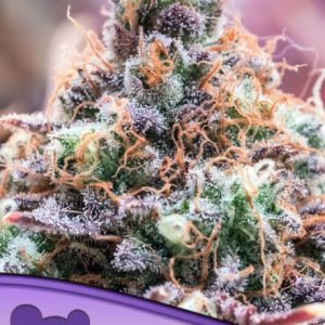 FUTURE ISLAND ANESIA SEEDS