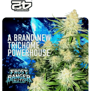 Frost Banger Auto FastBuds 2025