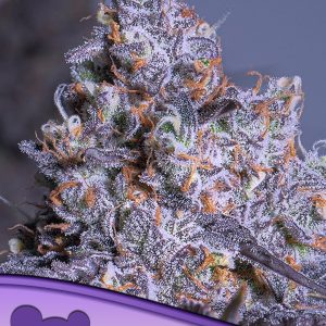 Frozen Black Cherry Auto ANESIA SEEDS