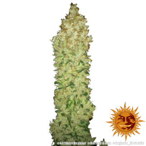 G13 HAZE BARNEY'S FARM