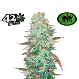 G14 AUTO FAST BUDS